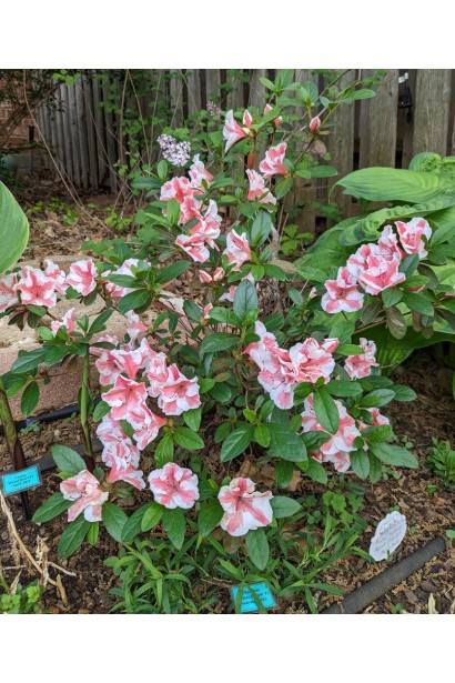 Пишно квітучий Sunburst для створення акценту.